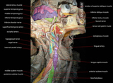 4D Anatomy